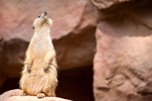 A meerkat while standing and being watchful of the environment in a zoo in singapore