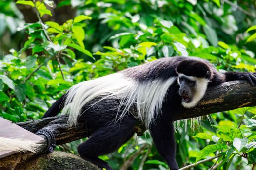 Black-and-white colobuses colobus monkey sleepy and feeling lazy on a tree. A colorful wildlife photo with green background