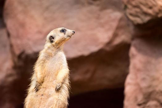A meerkat while standing and being watchful of the environment in a zoo in singapore