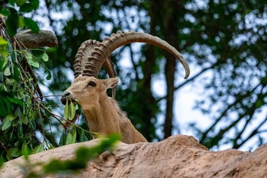 An ibex mountain goat steinbock  bouquetin Capra ibex while feeding on leaves on top of a mountain. Colorful wildlife photo of nature with green background