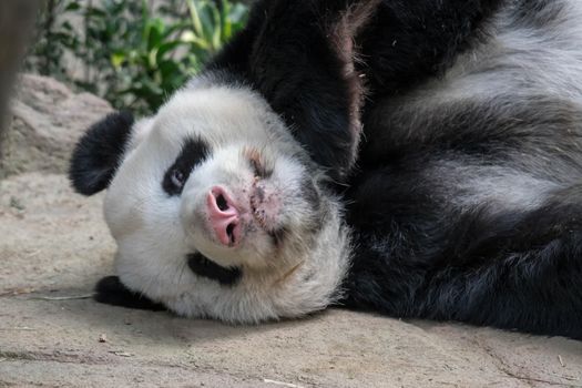 A sleeping giant panda bear. Giant panda bear falls asleep during the rain in a forest after eating bamboo.