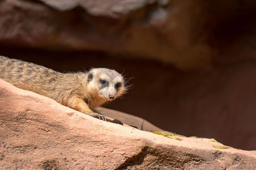 A meerkat while standing and being watchful of the environment in a zoo in singapore