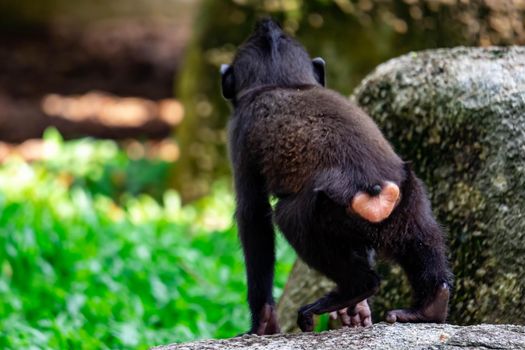 Celebes crested macaque also known as the crested black macaque, Sulawesi crested macaque, or the black ape Macaca. A colorful wildlife photo with nature background