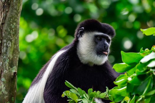 Black-and-white colobuses colobus monkey curious and observing while sitting on a tree. A colorful wildlife photo with green background