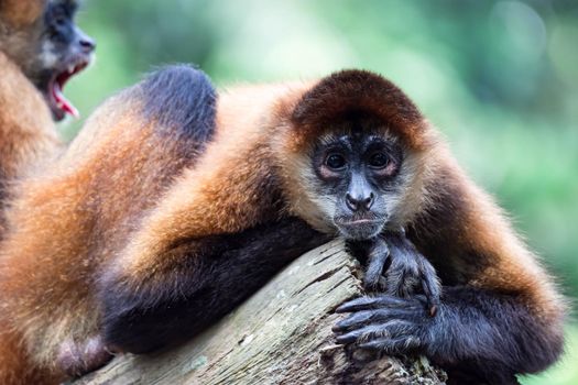 Spider monkey Ateles Primate while observing and sitting on a tree. A colorful wildlife photo with green background