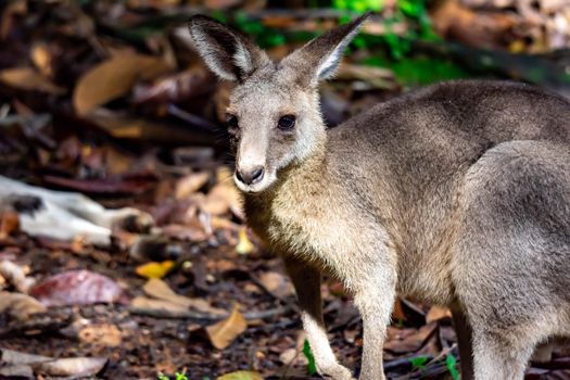 Eastern grey kangaroo  Macropus giganteus curiously looking and observing. A colorful wildlife photo with nature and green background