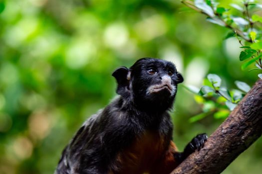 A red-bellied tamarin or white lipped tamarin Saguinus labiatus while exploring a tree in a forest. A colorful wildlife photo with green nature background