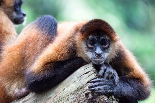 Spider monkey Ateles Primate while observing and sitting on a tree. A colorful wildlife photo with green background