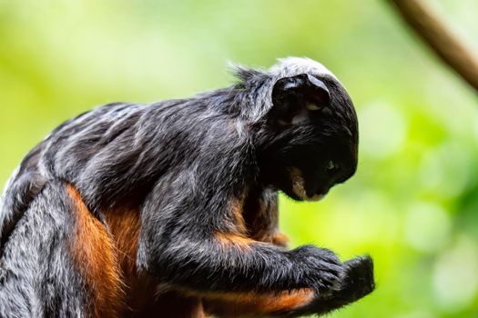 A red-bellied tamarin or white lipped tamarin Saguinus labiatus while exploring a tree in a forest. A colorful wildlife photo with green nature background