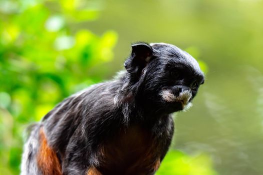 A red-bellied tamarin or white lipped tamarin Saguinus labiatus while exploring a tree in a forest. A colorful wildlife photo with green nature background
