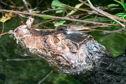 African dwarf crocodile, broad-snouted bony crocodile, Osteolaemus tetraspis, detail portrait in nature habitat. Lizard with big eyes. Wildlife scene from tropical forest in Africa, in the river