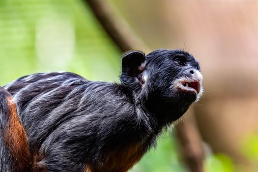 A red-bellied tamarin or white lipped tamarin Saguinus labiatus while exploring a tree in a forest. A colorful wildlife photo with green nature background