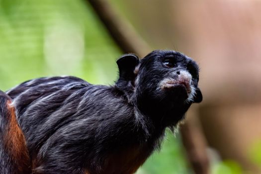 A red-bellied tamarin or white lipped tamarin Saguinus labiatus while exploring a tree in a forest. A colorful wildlife photo with green nature background