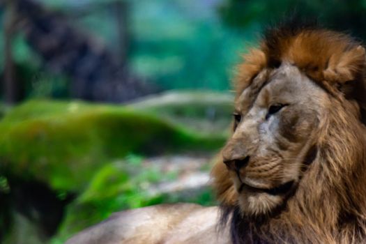 A blurry closeup shot of a muscular, deep-chested male lion while resting in a forest. Blurry photo shot through a glass