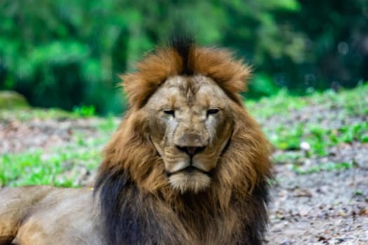 A blurry closeup shot of a muscular, deep-chested male lion while resting in a forest. Blurry photo shot through a glass