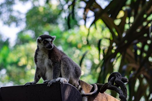 A ring tailed Lemur catta while sitting on a tree branch observing. A colored wildlife photo with green nature background