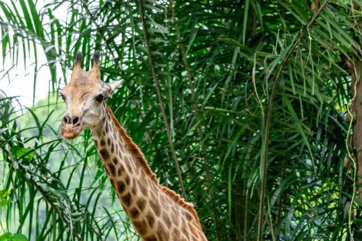 A closeup photo of a Giraffa camelopardalis Giraffe's head and long neck in a zoo somewhere in Asia. Colorful wildlife photo with green blurry background