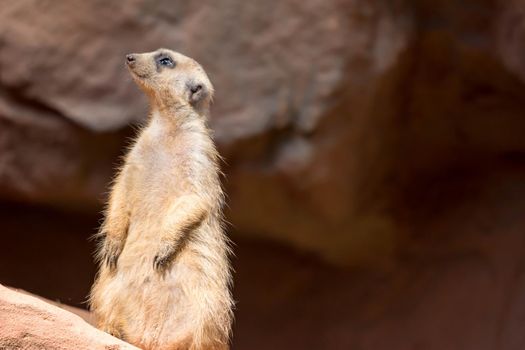 A meerkat while standing and being watchful of the environment in a zoo in singapore