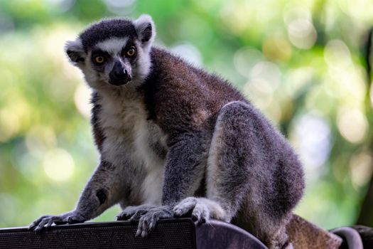 A ring tailed Lemur catta while sitting on a tree branch observing. A colored wildlife photo with green nature background