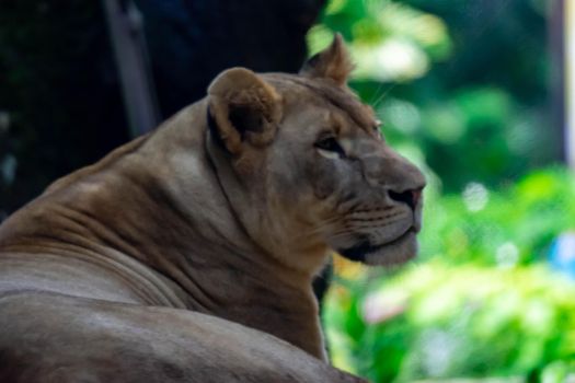 A blurry closeup shot of a female lion or lioness while resting in a forest. Blurry photo shot through a glass
