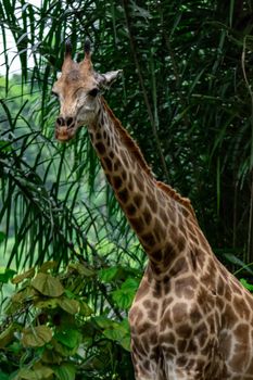A closeup photo of a Giraffa camelopardalis Giraffe's head and long neck in a zoo somewhere in Asia. Colorful wildlife photo with green blurry background
