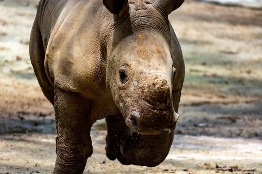 A closeup shot of a baby white rhinoceros or square-lipped rhino Ceratotherium simum while playing in a park in singapore. Nature photo with wildlife