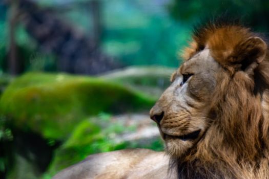 A blurry closeup shot of a muscular, deep-chested male lion while resting in a forest. Blurry photo shot through a glass