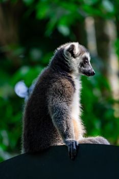 A ring tailed Lemur catta while sitting on a tree branch observing. A colored wildlife photo with green nature background