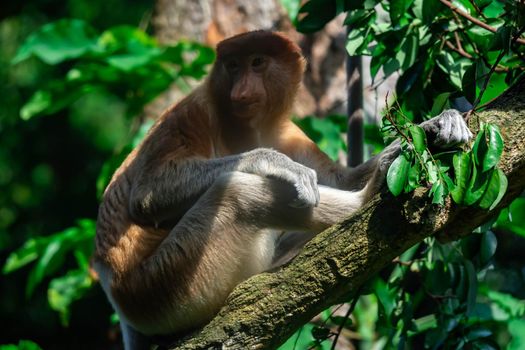 A proboscis monkey bekantan Nasalis larvatus on a tree while eating the leaves. A colorful wildife photo with green background