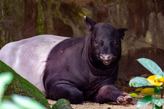A malayan tapir asian tapir cipan, tenuk or badak tampung tapirus while resting. a colurful wildlife photo of an endangered animal.