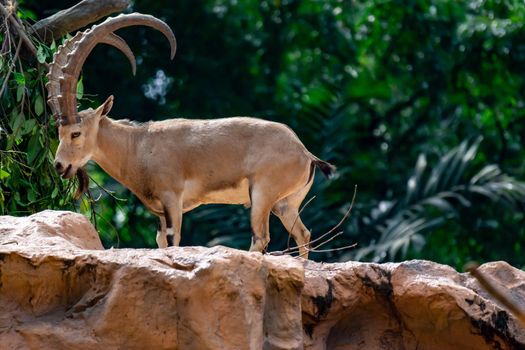 An ibex mountain goat steinbock  bouquetin Capra ibex while feeding on leaves on top of a mountain. Showing its very huge strong horns