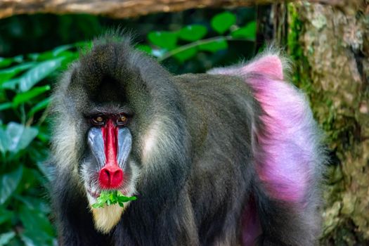 Close up shot of a primate mandrill baboon or genus Mandrillus. Colorful wildlife photo with green background