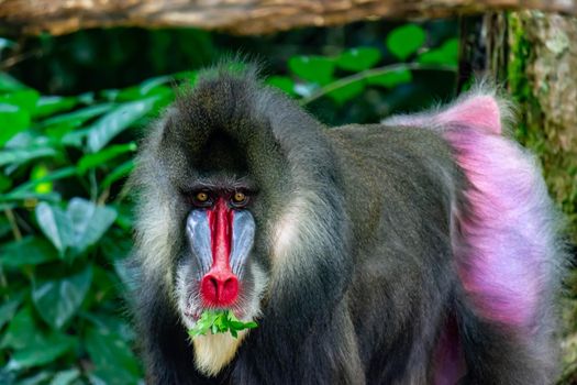 Close up shot of a primate mandrill baboon or genus Mandrillus. Colorful wildlife photo with green background