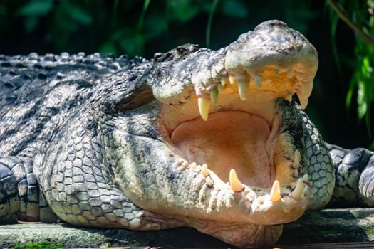 Close up shot of a large sungei buaya or crocodile white lurking for a target. Large mouth and large teeth of a large sungei crocodile