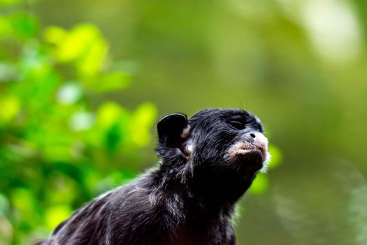 A red-bellied tamarin or white lipped tamarin Saguinus labiatus while exploring a tree in a forest. A colorful wildlife photo with green nature background