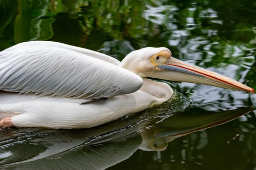 A closeup shot of pelican bird Pelecanus while swimming on water and looking for fish for food. Colorful photo of wildlife