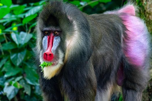 Close up shot of a primate mandrill baboon or genus Mandrillus. Colorful wildlife photo with green background