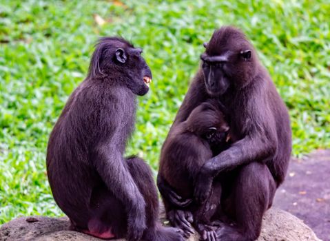 Celebes crested macaque also known as the crested black macaque, Sulawesi crested macaque, or the black ape Macaca. Laughing and Happy while bonding with family