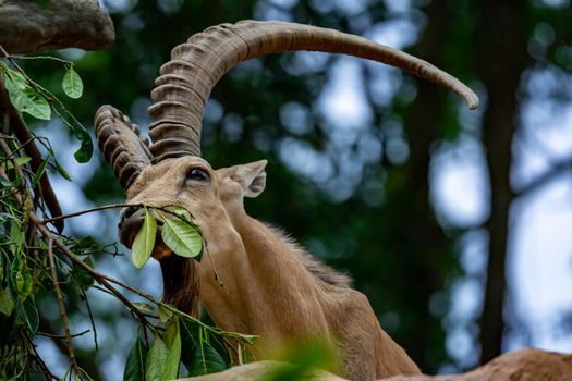 An ibex mountain goat steinbock  bouquetin Capra ibex while feeding on leaves on top of a mountain. Showing its very huge strong horns