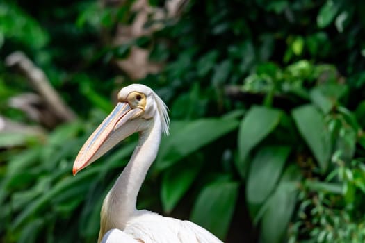 A closeup shot of pelican bird Pelecanus head while curiously looking in a park somewhere in asia