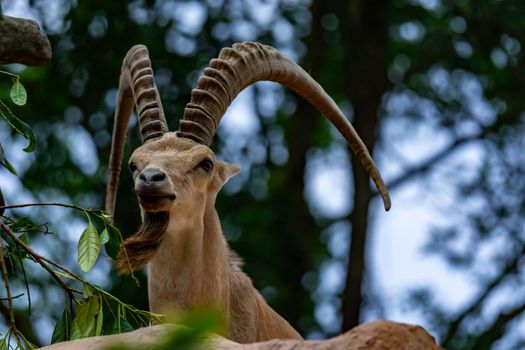 An ibex mountain goat steinbock  bouquetin Capra ibex while feeding on leaves on top of a mountain. Showing its very huge strong horns