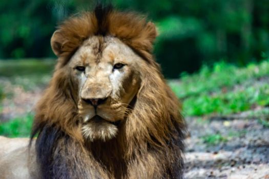 A blurry closeup shot of a muscular, deep-chested male lion while resting in a forest. Blurry photo shot through a glass