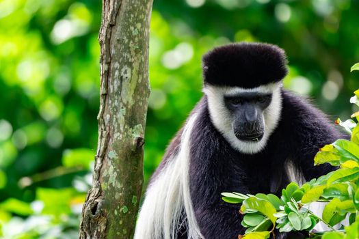 Black-and-white colobuses colobus monkey curious and observing while sitting on a tree. A colorful wildlife photo with green background