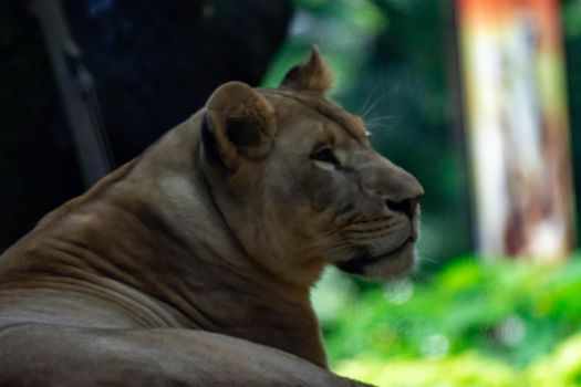 A blurry closeup shot of a female lion or lioness while resting in a forest. Blurry photo shot through a glass