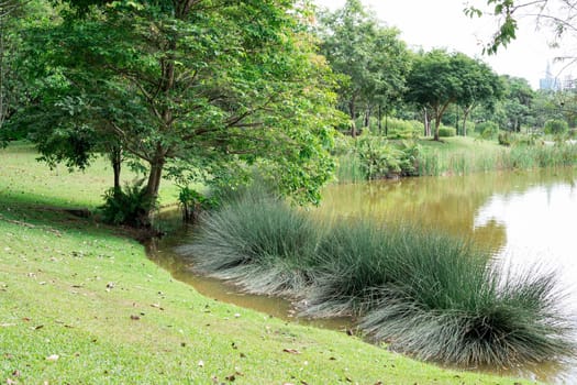 Green swamp with trees and grasses. Green background nature photo