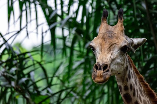 A closeup photo of a Giraffa camelopardalis Giraffe's head in a zoo somewhere in Asia. Colorful wildlife photo with green blurry background