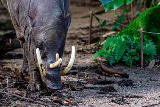 Babirusa deer-pigs Babyrousa while looking for food on a wet soil or mud. The babirusas, also called deer-pigs are a genus, Babyrousa, in the swine family found in Wallacea.