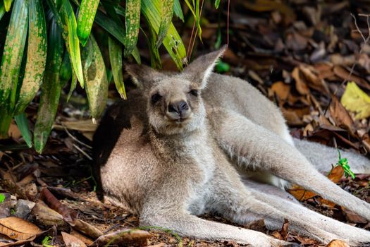 Eastern grey kangaroo  Macropus giganteus curiously looking and observing. A colorful wildlife photo with nature and green background