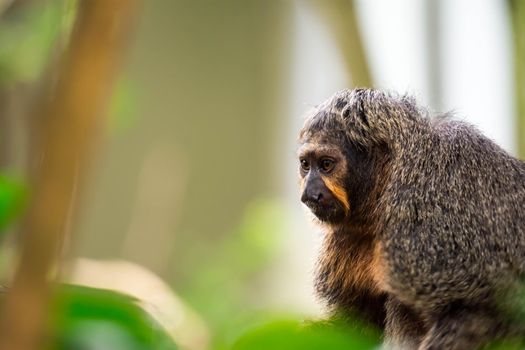 Close up shot head focus of a brown capuchin with green blurry background in a zoo in singapore