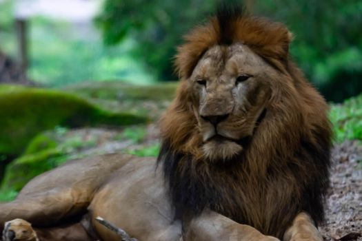 A blurry closeup shot of a muscular, deep-chested male lion while resting in a forest. Blurry photo shot through a glass